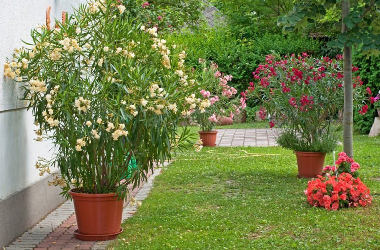 Oleander umtopfen – Tipps und Anleitung