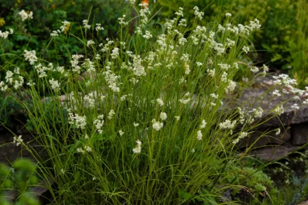 Schneeweiße Hainsimse im Gartenbeet.
