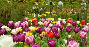Gartenmessen 2018