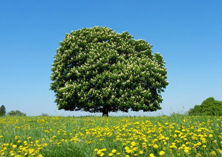 Kastanienbaum gießen und düngen – So wird’s gemacht