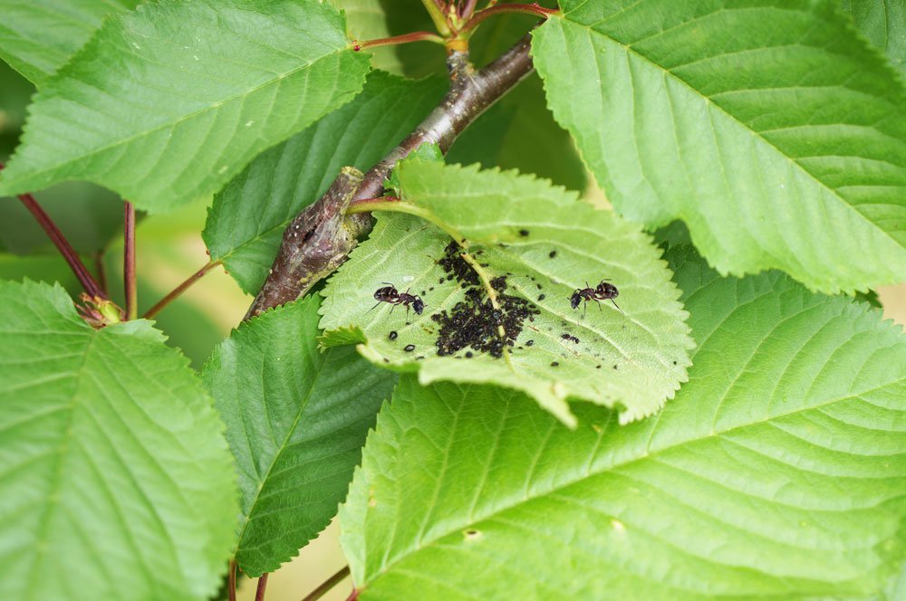 Blattläuse am Kirschbaum bekämpfen – So beseitigen Sie die Schwarze Kirschblattlaus