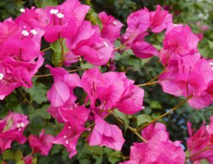 Bougainvillea pflegen
