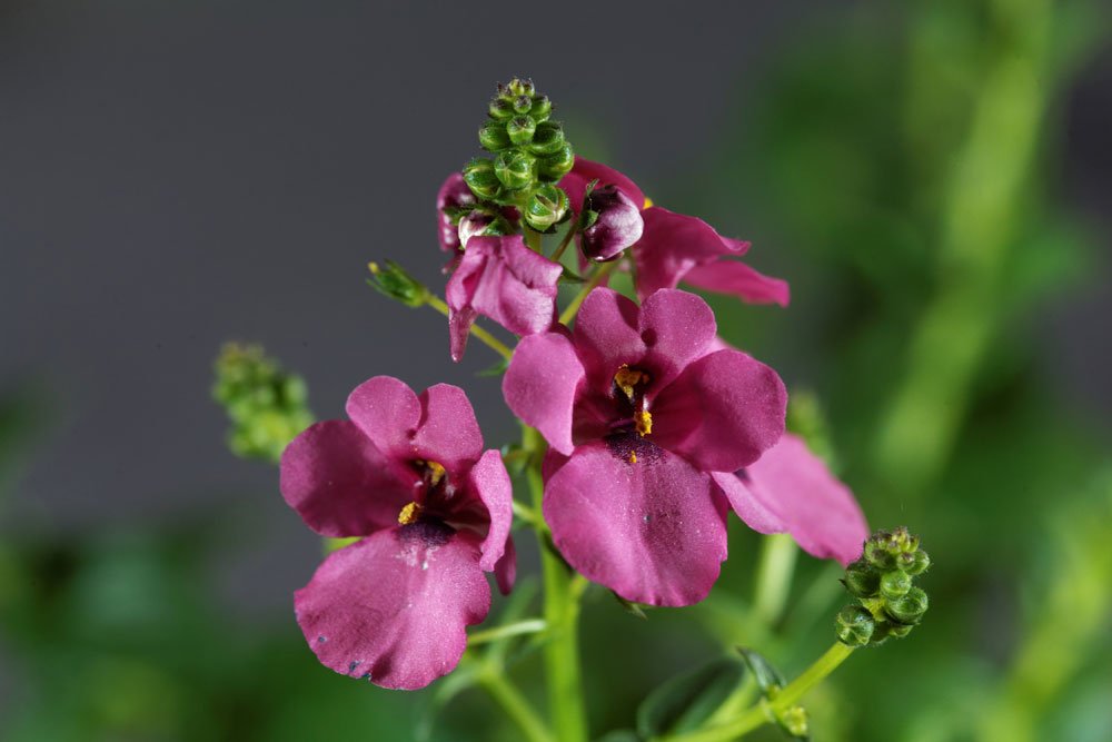 © ChrWeiss - Fotolia.com Elfensporn pflegen