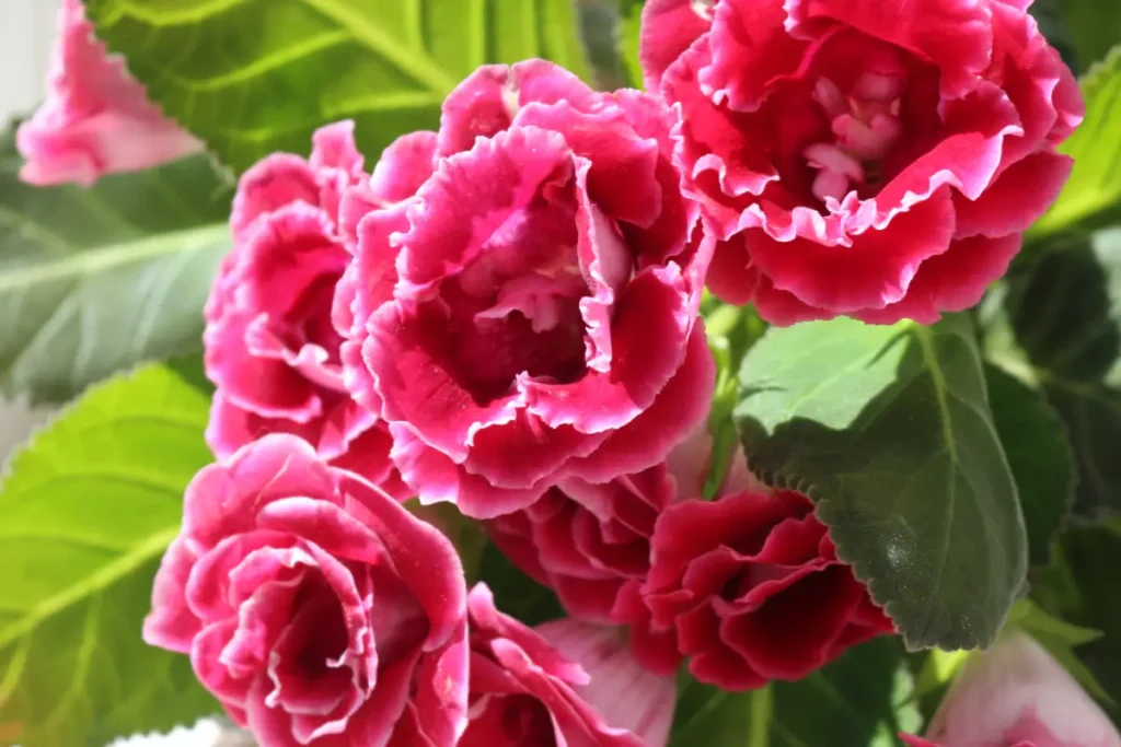 Nahaufnahme pinkfarbiger Blüten der Gloxinie.
