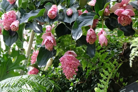 Nahaufnahme von geöffneten rosa Blüten der Medinilla.