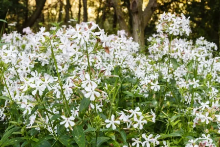 Seifenkrautstaude mit weißen Blüten im Beet.