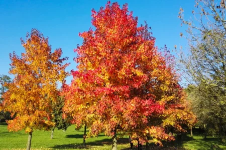 Amberbaum mit buntem Herbstlaub.