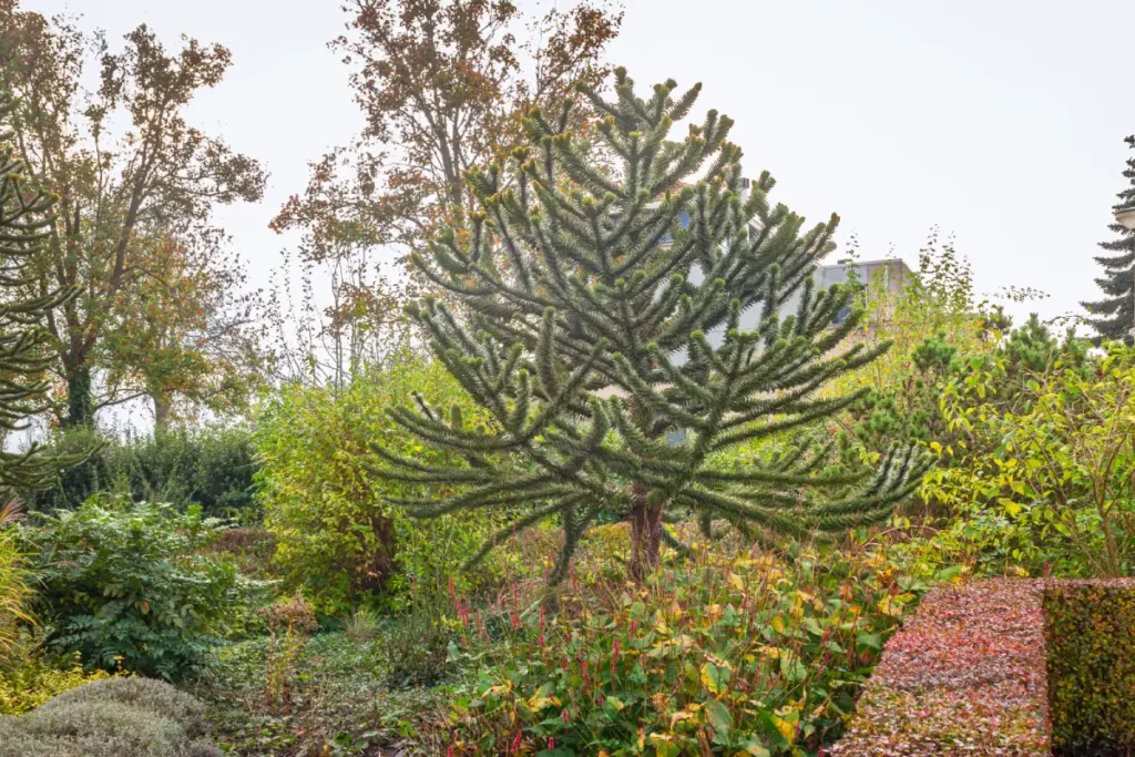 Baum mit grünen, nadelartigen Blättern in herbstlicher Umgebung.