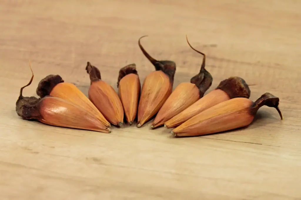 Fruchtzapfen der chilenischen Araukarie.