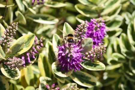 Nahaufnahme einer Hummel auf einer lila Strauchveronika-Blüte.