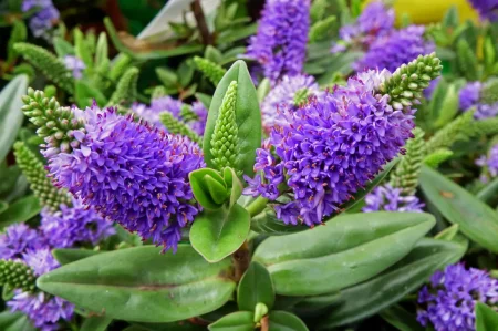 Nahaufnahme der lila Blüten von der Strauchveronika .