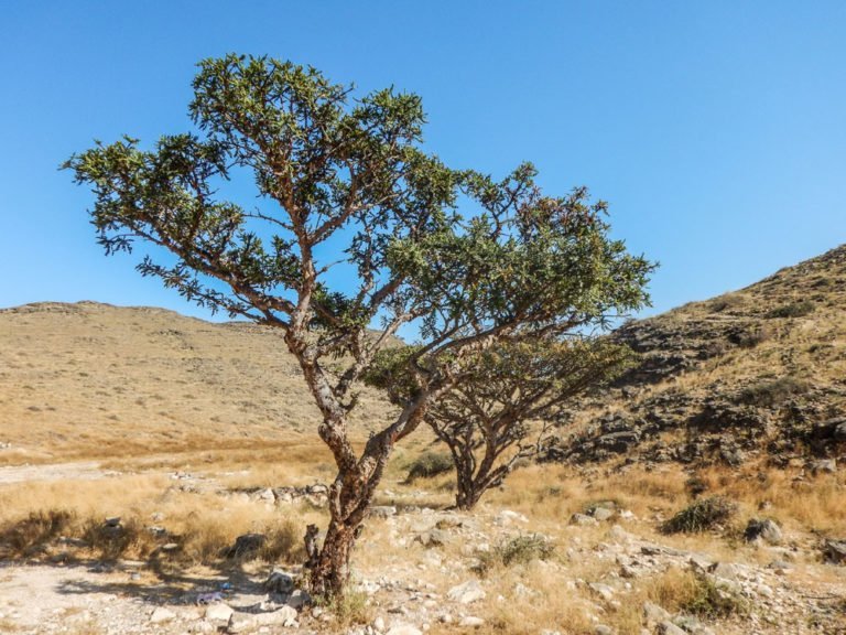 Weihrauchbaum pflanzen – Anleitung & Tipps zu Standort und Boden