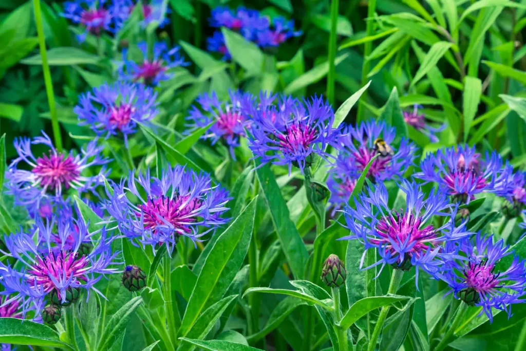 Nahaufnahme von lila Berg-Flockenblüten.