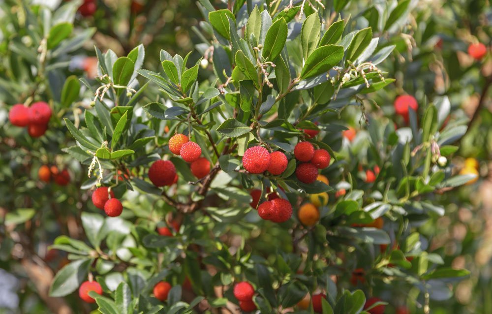 Erdbeerbaum pflegen – richtig düngen und gießen