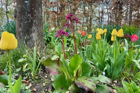 Pink blühende Bergenie umgeben von gelben Tulpen.