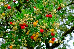 Nahaufnahme eines Astes des Erdbeerbaumes mit gelben und roten Früchten.