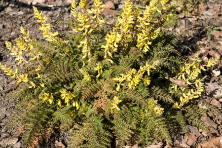 Farnblättriger Lerchensporn mit gelber Blüte im Beet.