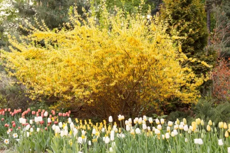 Forsythie in voller Blüte im Tulpenbeet.