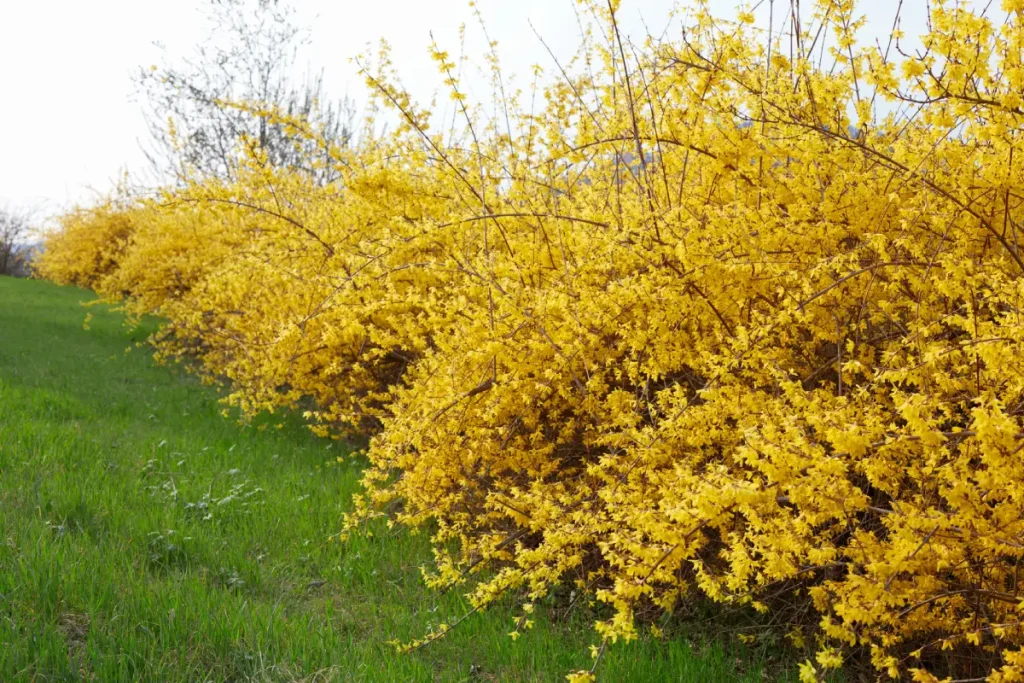 Viele Forsythiensträucher bilden eine blühende Forsythienhecke.