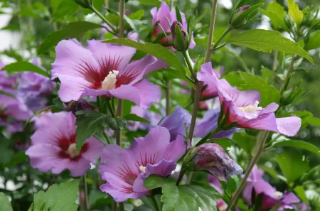 Offene Blüten vom Garten-Hibiskus.