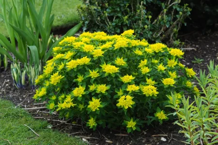 Gold-Wolfsmilch Staude mit gelber Blüte im Beet.