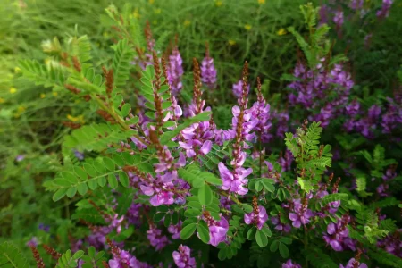 Ast vom Indigostrauch mit pinken Blüten.