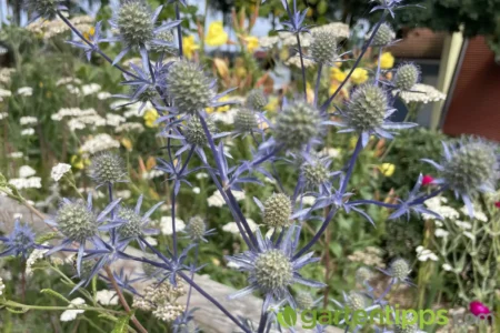 Mannstreu pflanzen, pflegen und schneiden