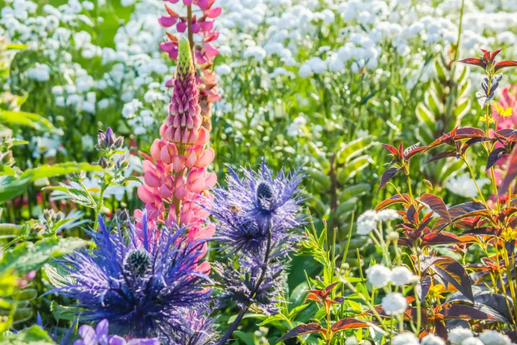 Blauer Mannstreu und pinke Lupine im Staudenbeet.