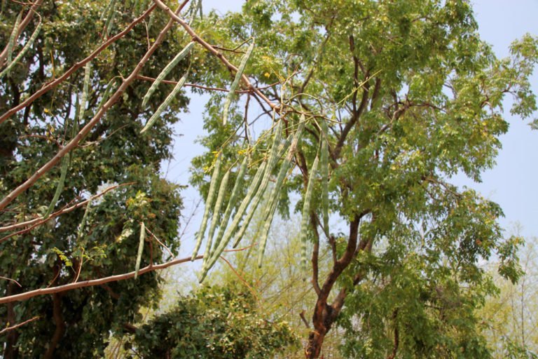 Meerrettichbaum pflanzen – Tipps zu Standort, Substrat & Pflanzung