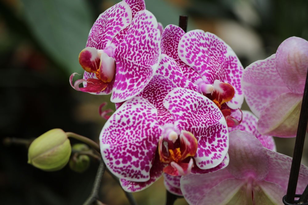 Orchidee blüht nicht mehr – Ursachen & Tipps