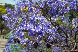 Nahaufnahme der blauen Blüten vom Palisander-Baum.