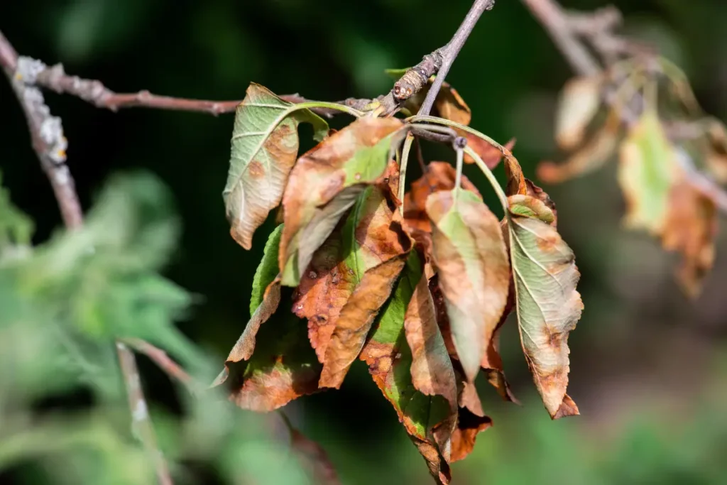 Von Monilia-Spitzendürre befallenes, braunes und trockenes Blatt.