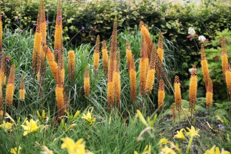 Orange-gelbe Steppenkerzen zieren hinter gelben Taglilien das Beet.
