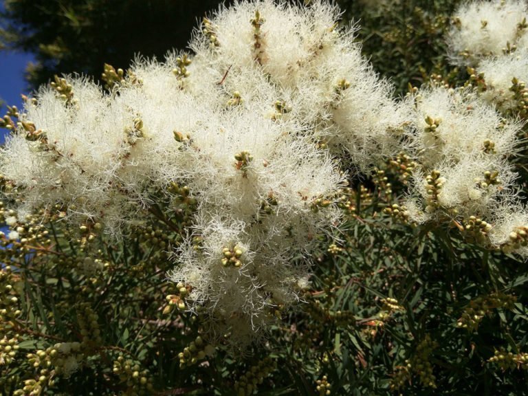 Australischen Teebaum pflanzen – Tipps zu Standort & Samenaufzucht