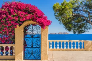 Bougainvillea pflanzen – Wichtige Hinweise zu Standort, Boden & Tipps zum Umpflanzen Bougainvillea klettert Torbogen entlang.