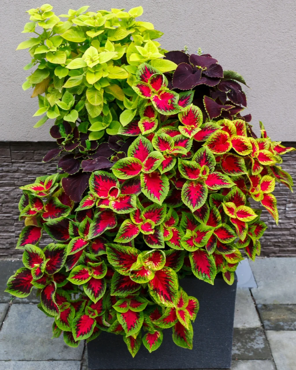 Buntnessel im Blumentopf gepflanzt