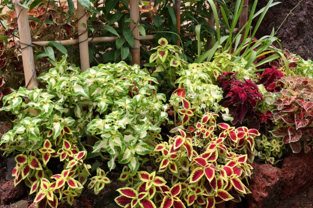 Buntnessel mit Stecklingen vermehren.