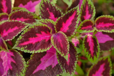 Buntnessel vermehren, umtopfen und aussäen