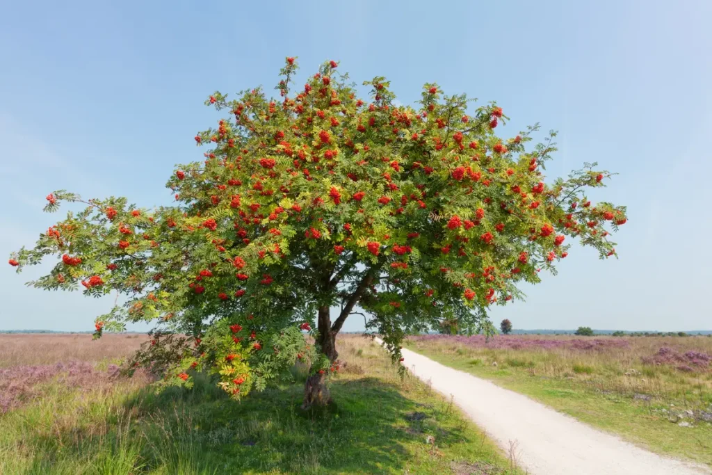 Eberesche mit roten Beeren steht am Feldrand.