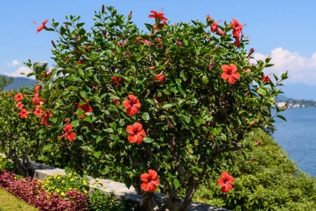 Hibiskusstrauch in roter Blüte.