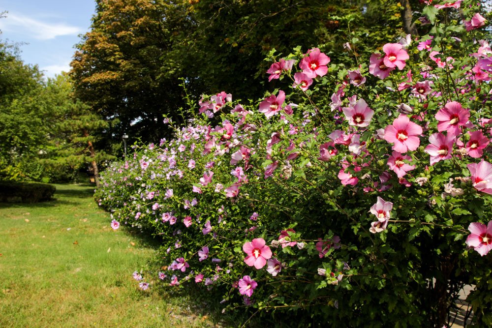 Hibiskus umpflanzen