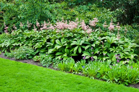 Kastanienblättriges Schaublatt mit rosa Blüte im Sommerbeet.