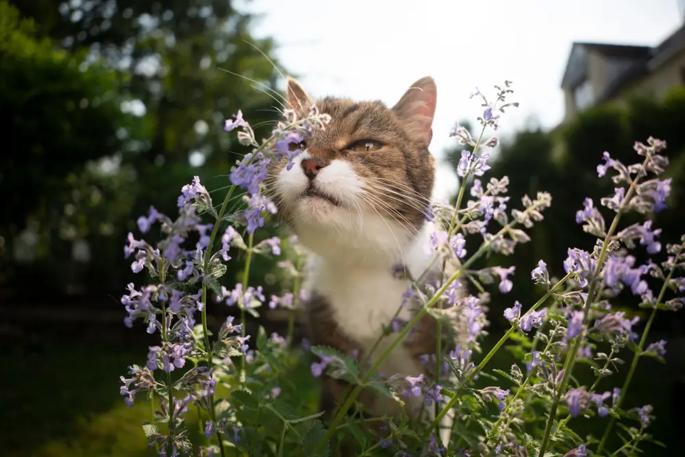 Katze schnuppert neugierig an blühender Katzenminze.