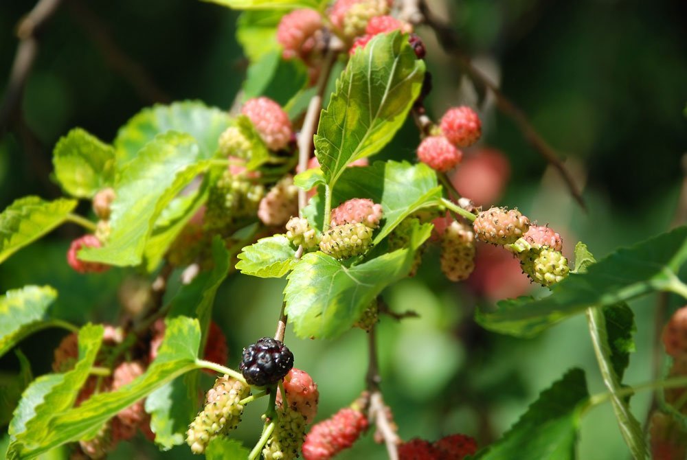 Maulbeerbaum: Krankheiten und Schädlinge erkennen und bekämpfen
