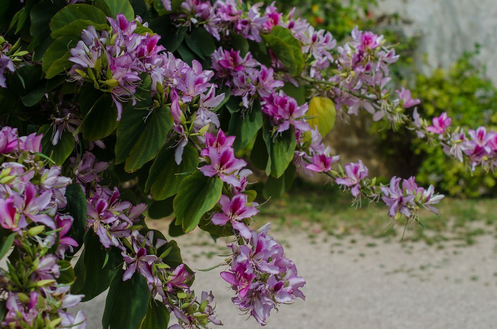 Orchideenbaum pflanzen
