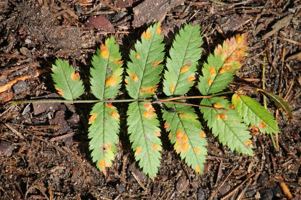 Blatt einer Eberesche mit bräunlichen Flecken durch Rostpilz-Befall.