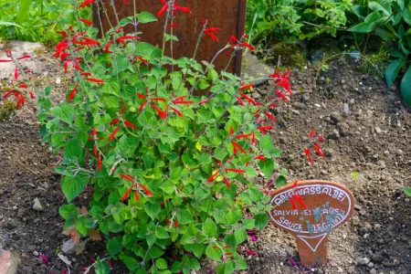 Ananassalbei mit roten Blüten im Beet.