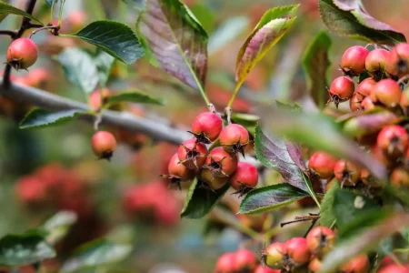 Rote Früchte am Apfeldorn.