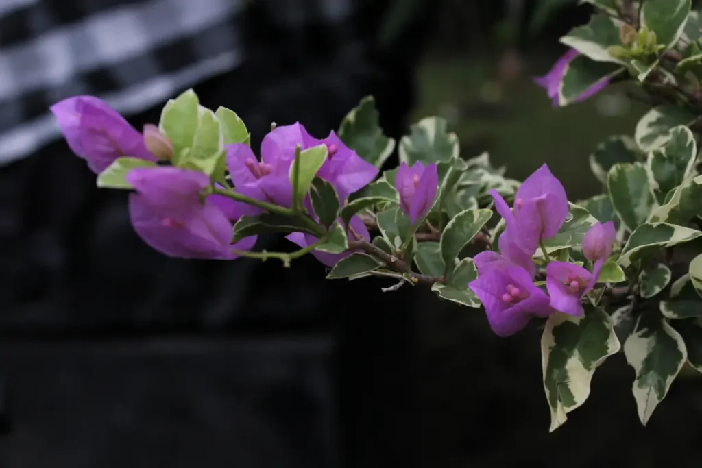 Bougainvillea glabra „Variegata“ mit cremefarbenen und weißen Flecken auf den grünen Blättern.