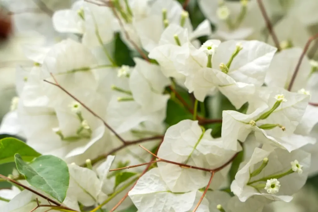 Bougainvillea Spectabilis „Jamaica White“ mit weißen Hochblättern.